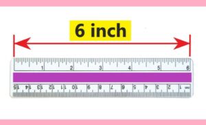Exactly how long is 6 inches compared to an object? - Measurement Quest