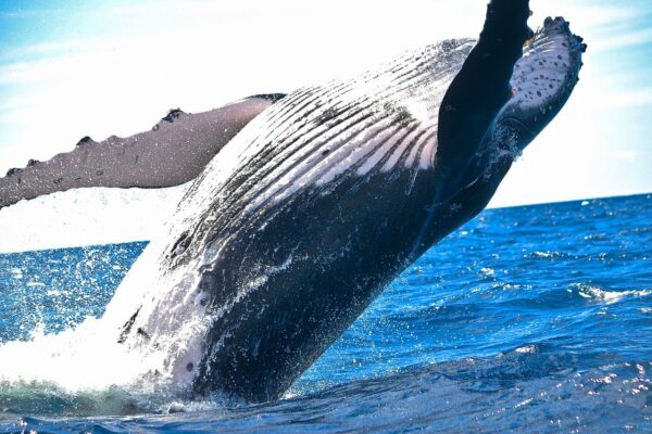 Full-grown blue whale