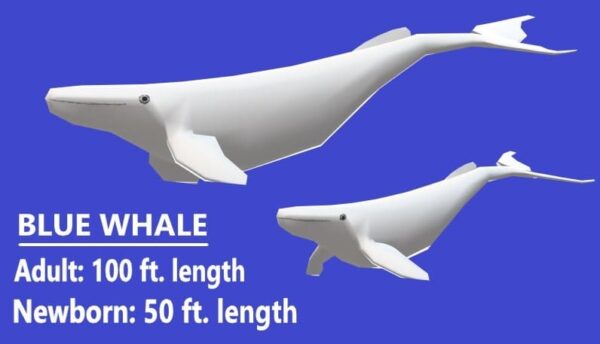 50 feet long newborn blue whale with his 100 feet mother